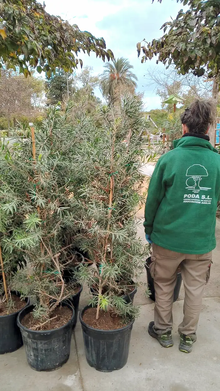 poda-centro-especial-01